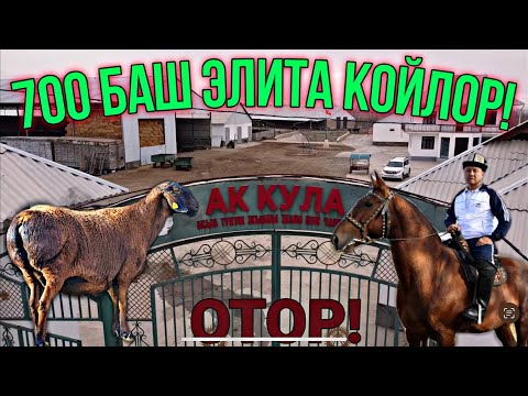 Видео: Көптөн Күткөн АК КУЛА Чарбасы Чыкты📹🙋🏻‍♂️😍✅