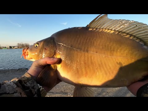 Видео: ОГРОМНЫЙ КАРП на классический фидер. Сезон 2025 открыт #фидер #карп #сазан #флэтфидер