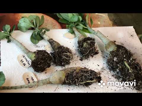 Видео: Адениум😄🌺 посылка 📦