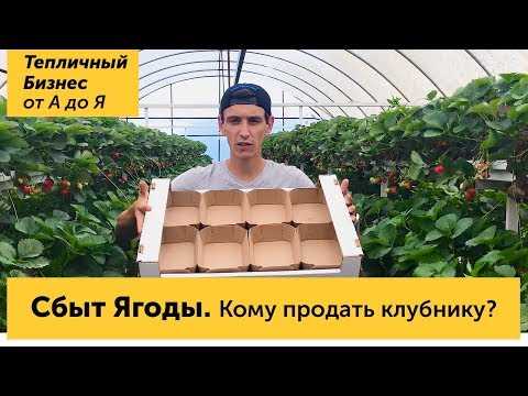 Видео: Сбыт ягоды. Кому и куда продать урожай клубники, оптовики и розница. Лукошки и картонная тара
