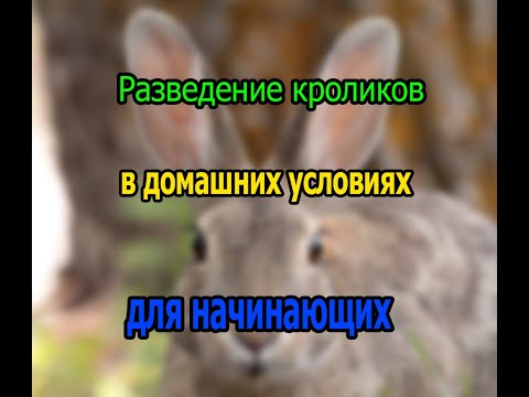 Видео: Разведение кроликов в домашних условиях для начинающих СКОЛЬКО МОЖНО ЗАРАБОТАТЬ  БИЗНЕС ИДЕЯ