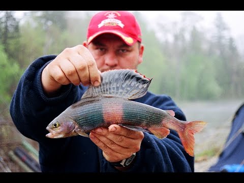 Видео: река Самарга - Весна