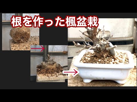 Видео: Yajimaen, который сделал корни маленького бонсай клена [Укоренение] Yajimaen, который сделал корни