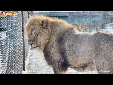Видео: Жадность или рассудительность - за что Кисюнь лишили конфет? Львы. Тайган. Lions life in Taigan.