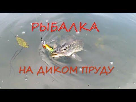 Видео: За ЩУКОЙ на дикий лесной пруд! Основные вопросы и ответы по ловле щуки на прудах и озерах