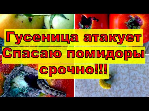 Видео: Гусеницы на помидорах. Как их распознать и спасти урожай?
