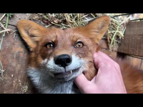 Видео: Алиса - лиса. Алиса не хочет закрываться, значит Игнис пока не гуляет #лисяо #животные #милота #лиса