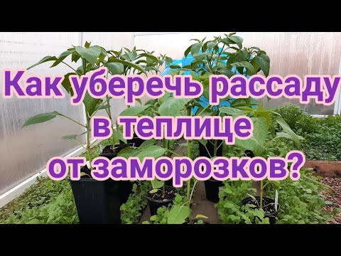 Видео: Как уберечь рассаду в теплице от возвратных заморозков