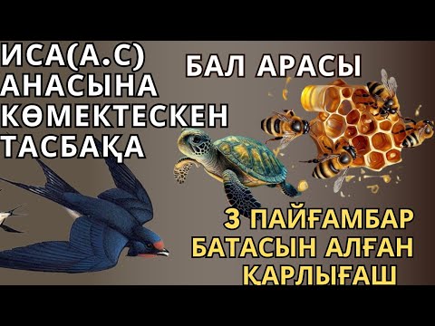 Видео: ИСА (А.С) АНАСЫНА КӨМЕКТЕСКЕН ТАСБАҚА, ҚАРЛЫҒАШ ҚАНДАЙ ЕРЛІК ЖАСАДЫ?БАЛ АРАСЫ ЖАЙЛЫ БІЛЕСЗ БЕ?
