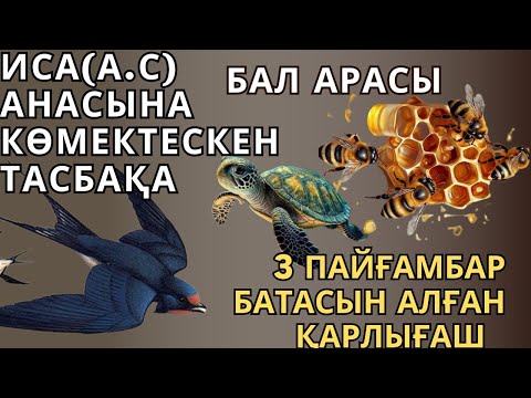 Видео: ИСА (А.С) АНАСЫНА КӨМЕКТЕСКЕН ТАСБАҚА, ҚАРЛЫҒАШ ҚАНДАЙ ЕРЛІК ЖАСАДЫ?БАЛ АРАСЫ ЖАЙЛЫ БІЛЕСЗ БЕ?