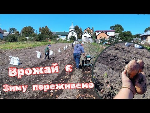 Видео: 🥔 «Не очікував такого врожаю! Копаємо картоплю мотоблоком»