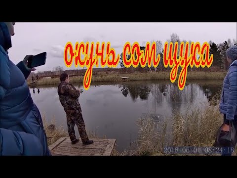 Видео: Окунь ,Сом, Щука на джиг. Закрытие жидкой воды сезона 2021. Рыбалка поздней осенью.