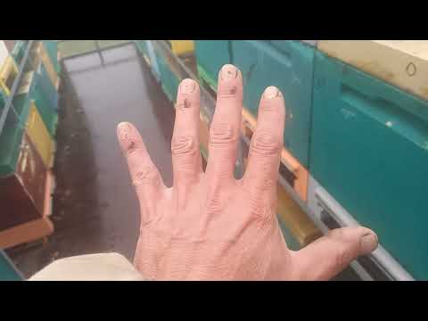 Видео: Причины и процесс объединения пчелосемей осенью