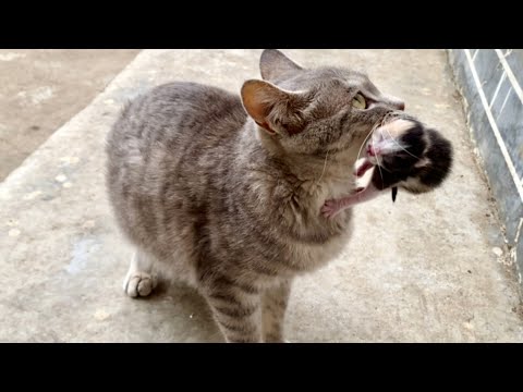 Видео: Бродячая кошка 🐈 принесла котёнка в мой дом в поисках убежища, она выглядит очень голодной 🐈😽😘❤👍