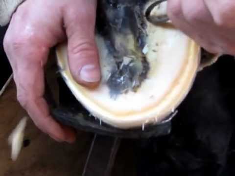 Видео: Правая задняя и гнойник.MOV