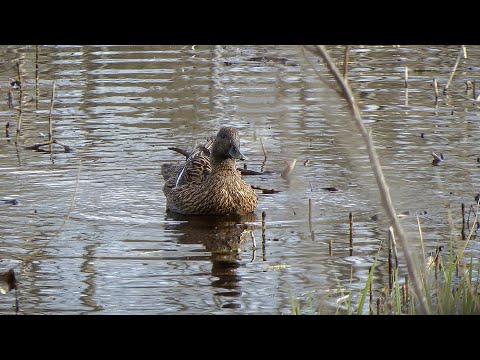 Видео: Охота на селезня с подсадной | Встреча весны | Тайга 2024