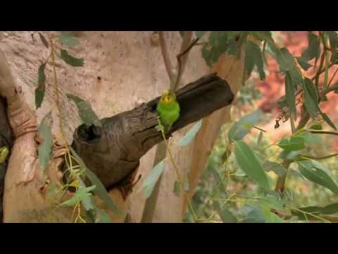 Видео: Австралия - страна попугаев 3/6