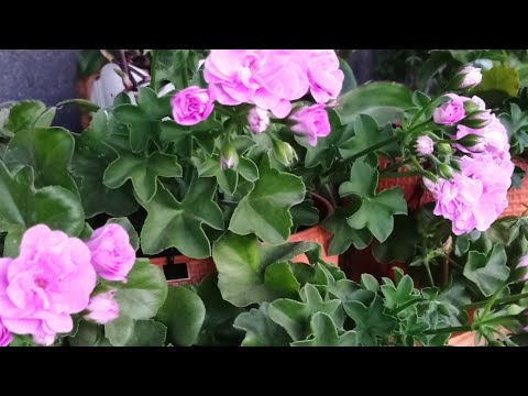 Видео: Июль /обзор моих плющелистных пеларгоний 🌺 часть 1