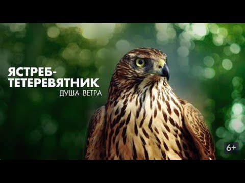 Видео: ЖИВОПИСНАЯ ПТИЦА В ЛЕСАХ КОРЕИ! Ястреб - тетеревятник. Душа ветра.  Фильмы для всей семьи