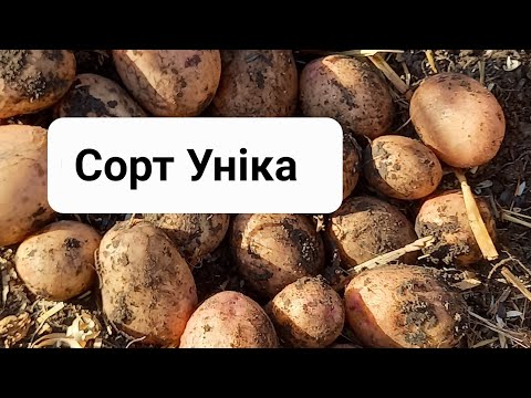 Видео: Картопля Уніка. Викопую декілька кущиків!