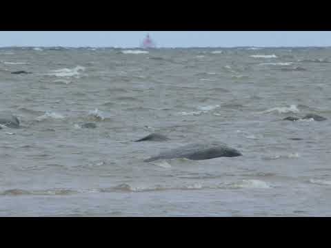 Видео: Черная Лахта "Камень покойник" на берегу