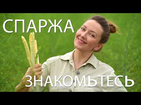 Видео: Спаржа - знакомьтесь! Белое золото или самый культовый овощ  Германии. irina petrova