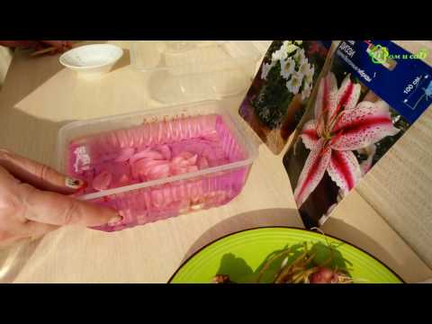 Видео: Размножение ЛИЛИЙ чешуйками. СУПЕР способ