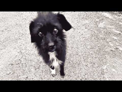 Видео: «Он точно вернётся». Брошенная собака ждала — никому не доверяя