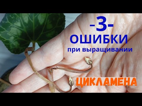 Видео: 🌸 3 ОШИБКИ при выращивании ЦИКЛАМЕНОВ 🌸 Продолжаю выращивать цикламен из семян 🌸 Часть 7