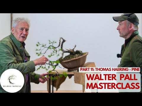 Видео: Мастер-класс Уолтера Полла: Сосна Ямадори от Томаса Херинга