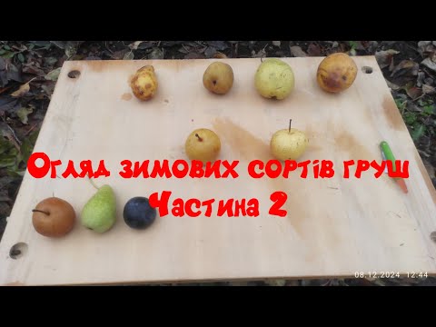 Видео: Огляд зимових груш.Частина 2