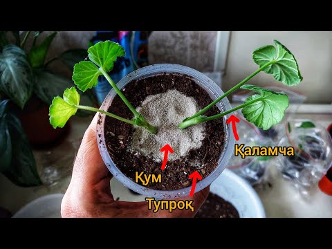 Видео: Герань гулини қаламча қилиш. ЁЗДА ХАМ ҚАЛАМЧА ҚИЛИШ МУМКИНМИ?