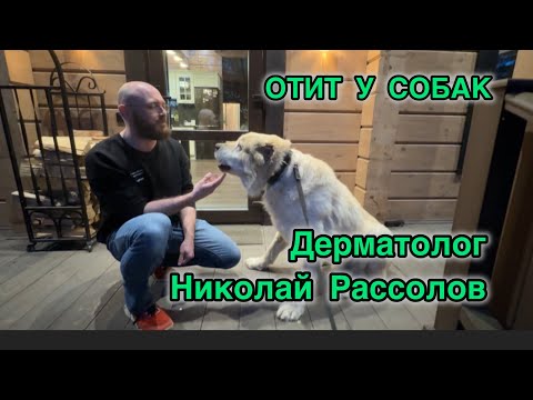 Видео: Дерматолог расскажет все об отите у собак