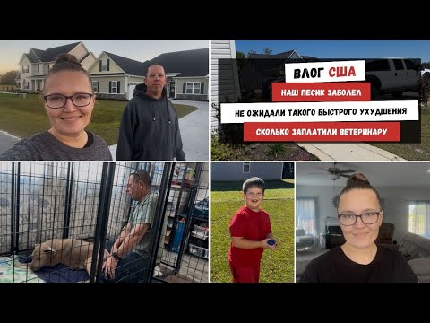 Видео: Наш Песик Заболел | Не Ожидали Такого Быстрого Ухудшения | Сколько Заплатили Ветеринару