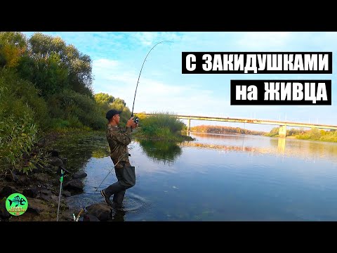 Видео: РЫБАЛКА КАК В ДЕТСТВЕ. С ДЕДОМ НА ЗАКИДУШКИ.