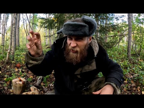 Видео: Там, где растут мухоморы