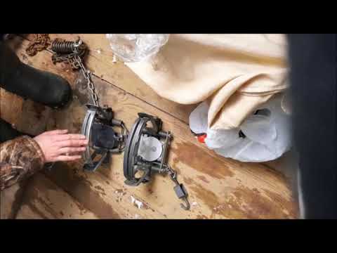 Видео: Волк снова ушел, вырвал лапу из Бриджера 5 у Романа. Возможные причины от Алексея, Игоря и Романа.