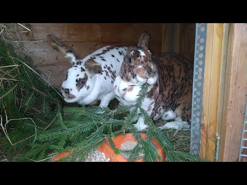 Видео: Прибавление в кролиководстве!