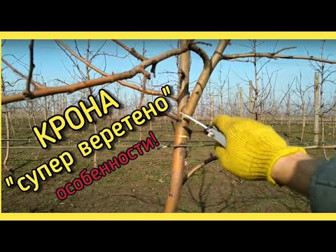 Видео: ОСОБЕННОСТИ ОБРЕЗКИ ЯБЛОНИ - КРОНА "СУПЕР ВЕРЕТЕНО"! КАК Я ОБРЕЗАЮ!