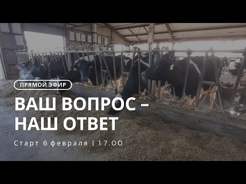 Видео: Прямой эфир - Ответы на вопросы о кормлении КРС