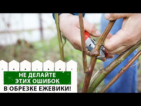 Видео: Обрезка ежевики: Как сделать это правильно и получить хороший урожай?