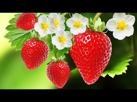 Видео: Земляничный клещ на клубнике. Что делать и как спасти клубнику?