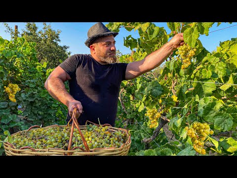 Видео: Как готовят Настоящий ВИНОГРАДНЫЙ СИРОП в Азербайджане? Рецепт виноградного десерта