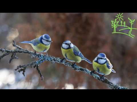 Видео: 6 часов! Хор синиц Звуки природы для души (чёрный экран)