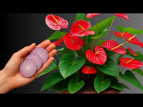 Видео: Всего 1 ломтик лука! Антуриум растёт и цветёт круглый год без остановки.