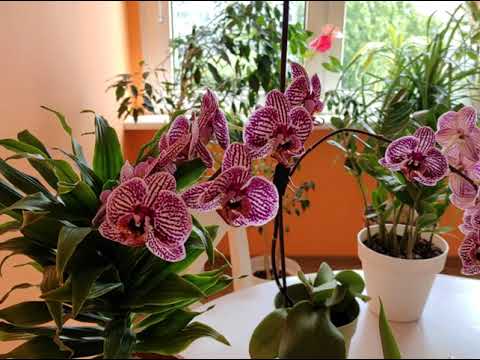 Видео: Обзор КОМНАТНЫХ РАСТЕНИЙ в польской квартире, которые НЕ ПОКУПАЛИСЬ в магазине. НОЛИНА, ФИКУСЫ и др.