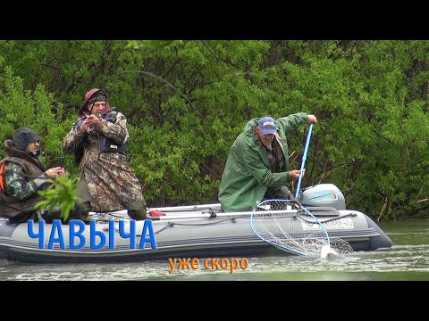 Видео: Чавыча. Уже скоро.