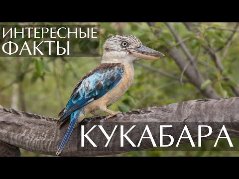 Видео: Кукабара - интересные факты (звуки, видео, фото)