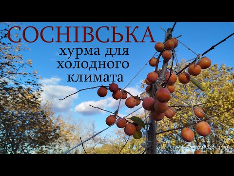 Видео: Хурма "Соснівська".