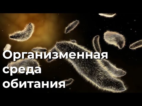 Видео: Организменная среда обитания 5 класс